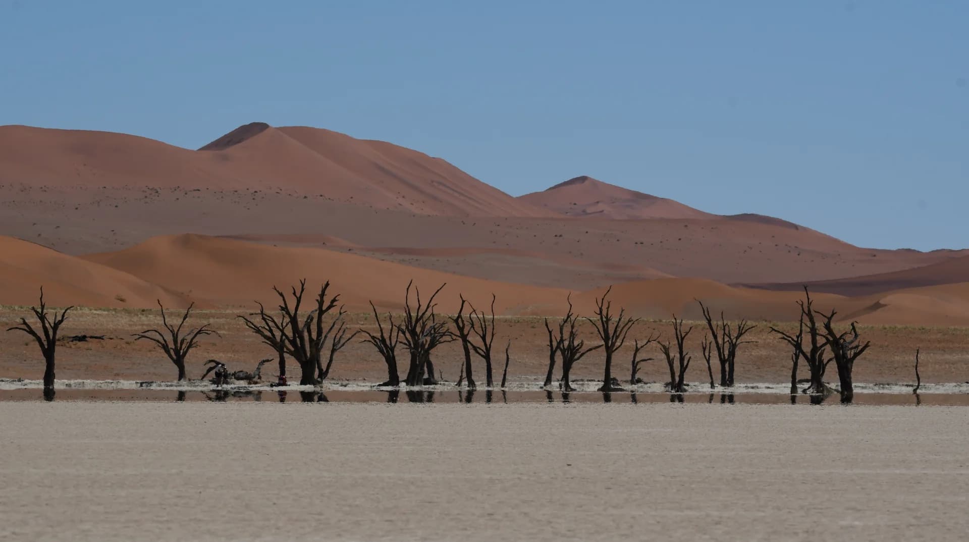 Desert Sentinels
