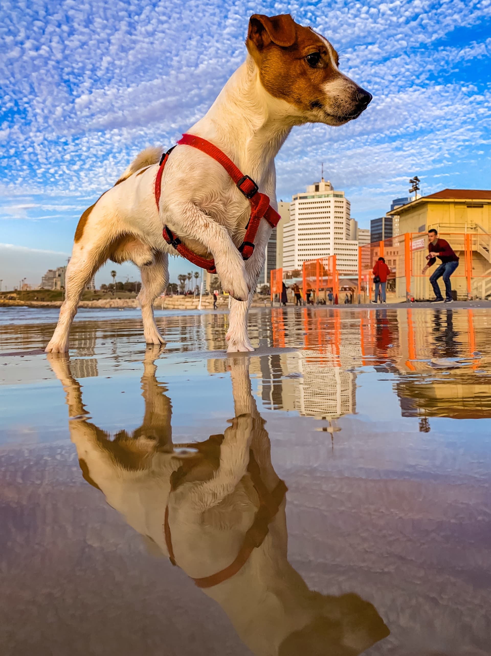 The Mayor of the Beach
