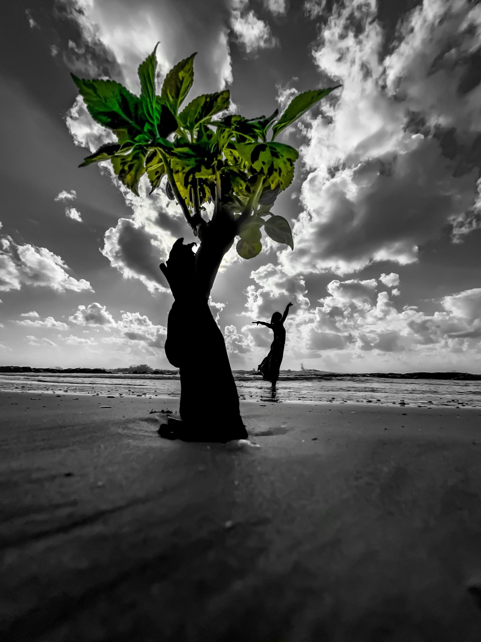 Rooted in the Sky