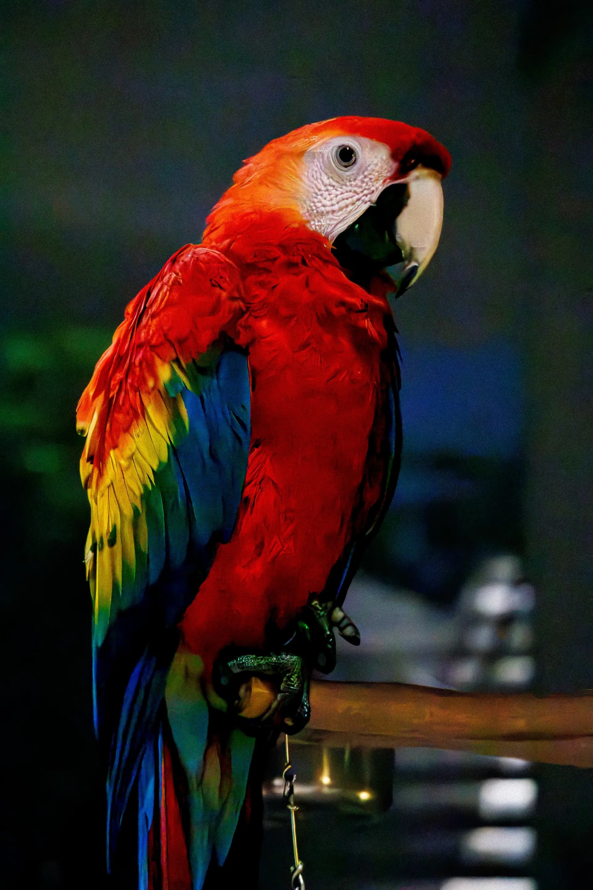 Scarlet Macaw