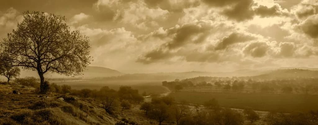 David Meir Cuneo cover