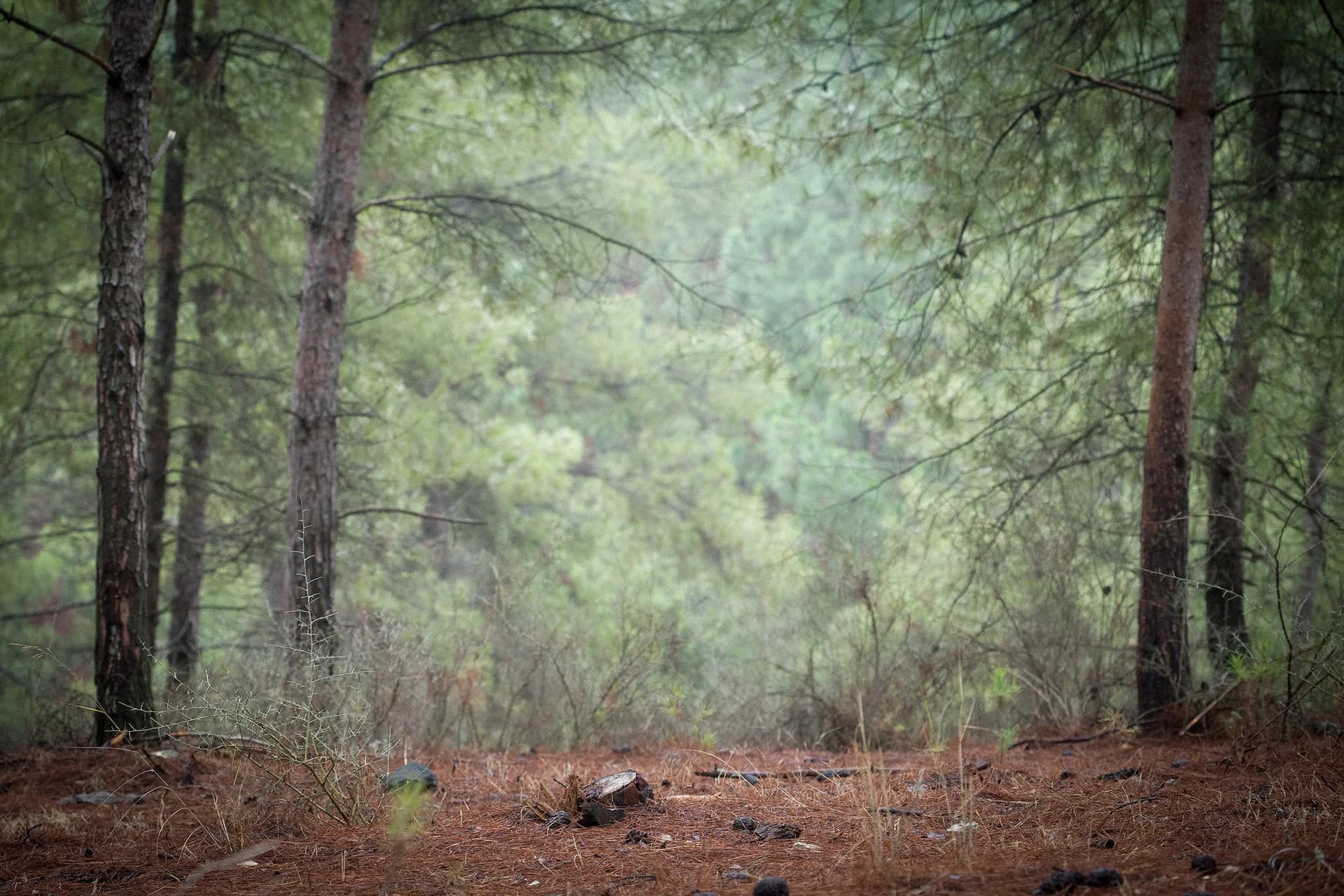 Natalie Shriki cover